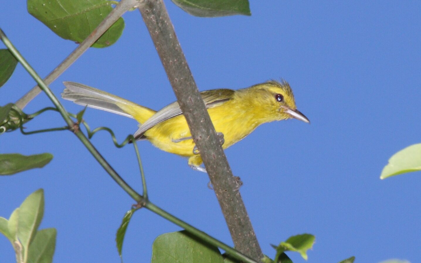 Golden Vireo