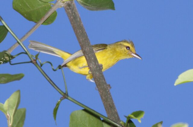 Golden Vireo