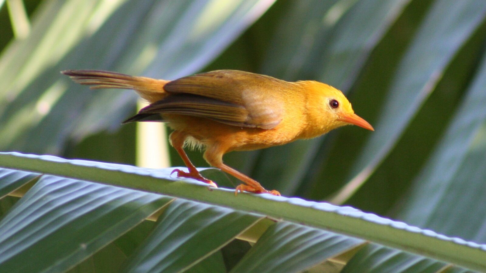 Golden White-eye