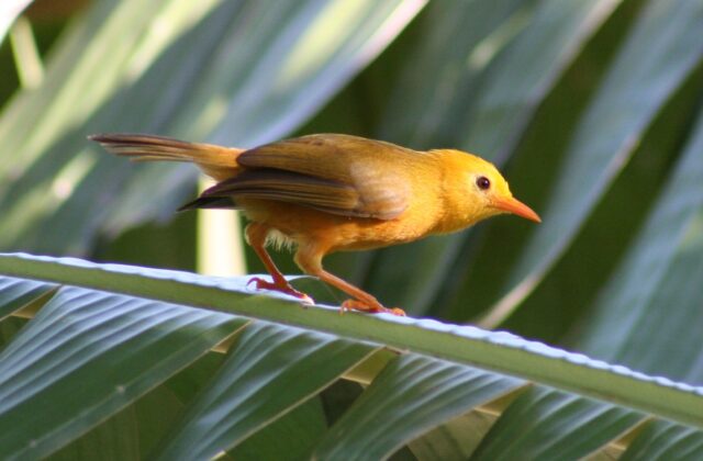 Golden White-eye
