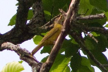Golden Greenbul