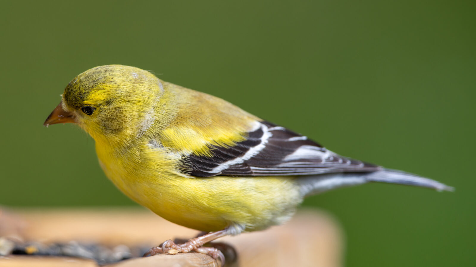 American Goldfinch