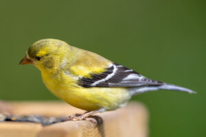 American Goldfinch