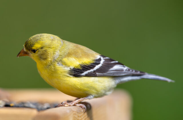 American Goldfinch