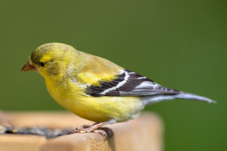 American Goldfinch