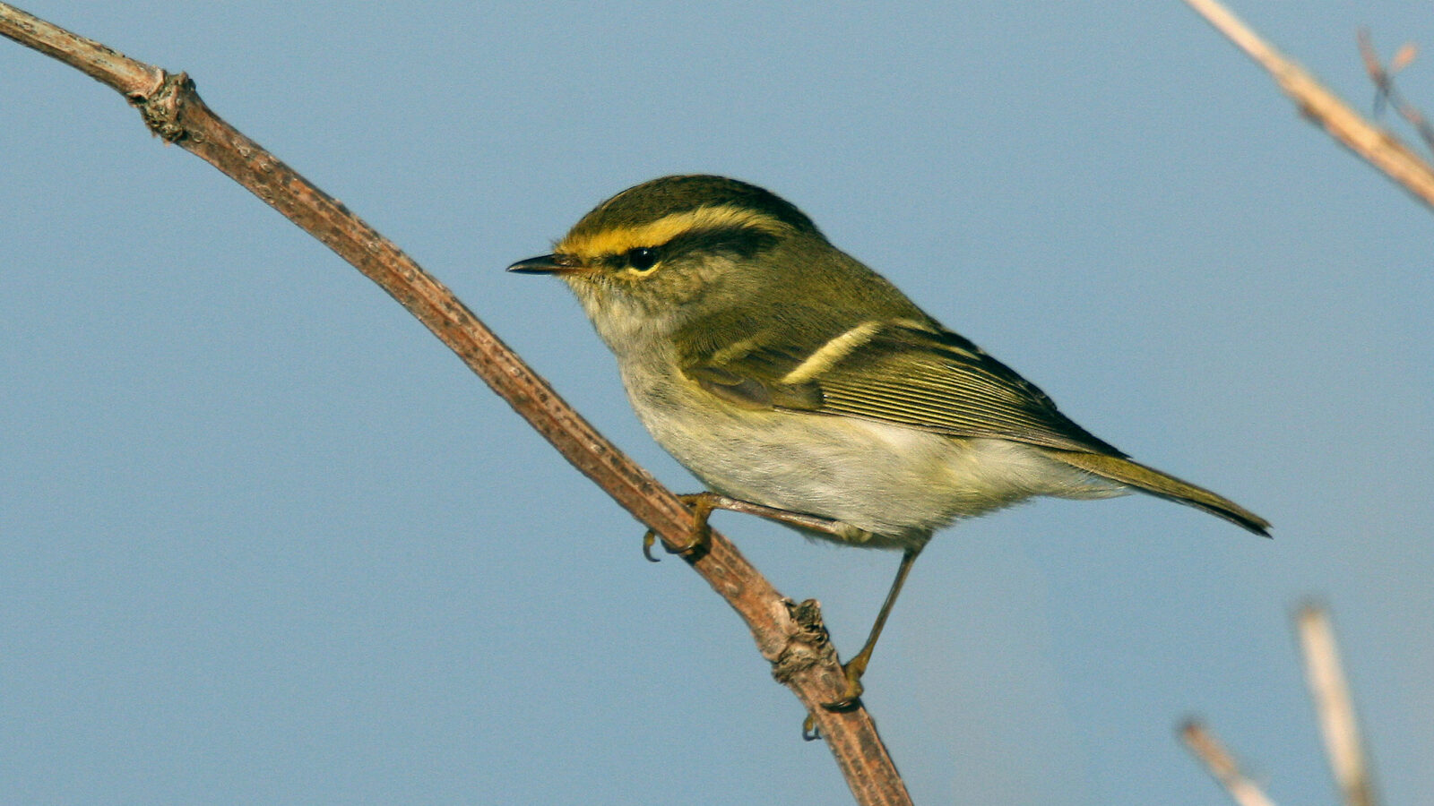 Pallas’s Leaf Warbler
