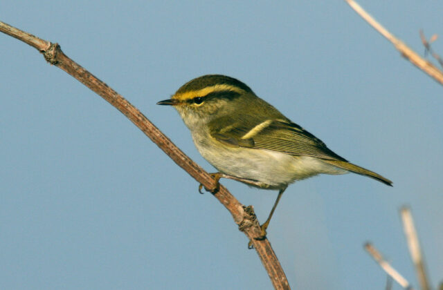 Pallas’s Leaf Warbler