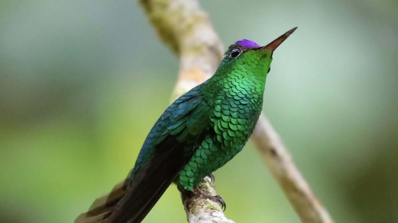 Violet-capped Hummingbird