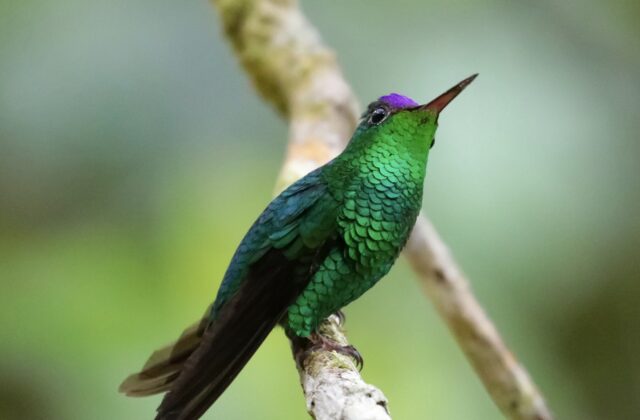 Violet-capped Hummingbird