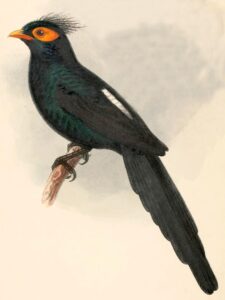Apo Myna