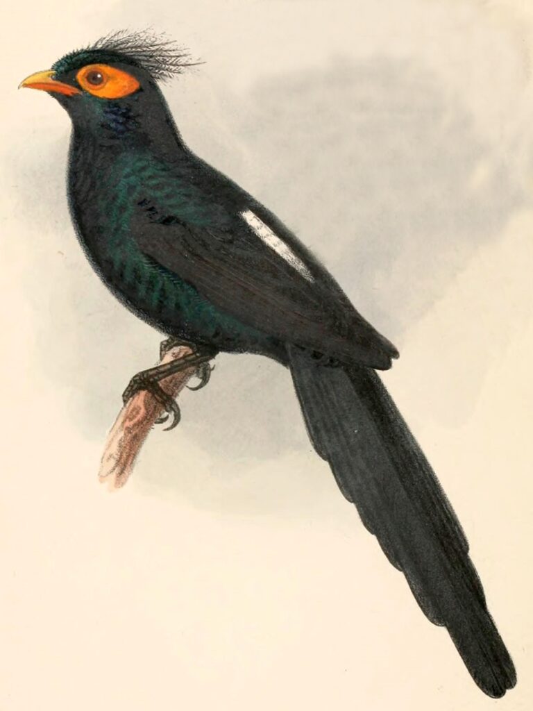 Apo Myna