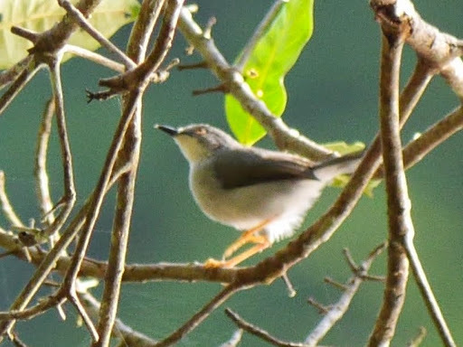 Gosling’s Apalis