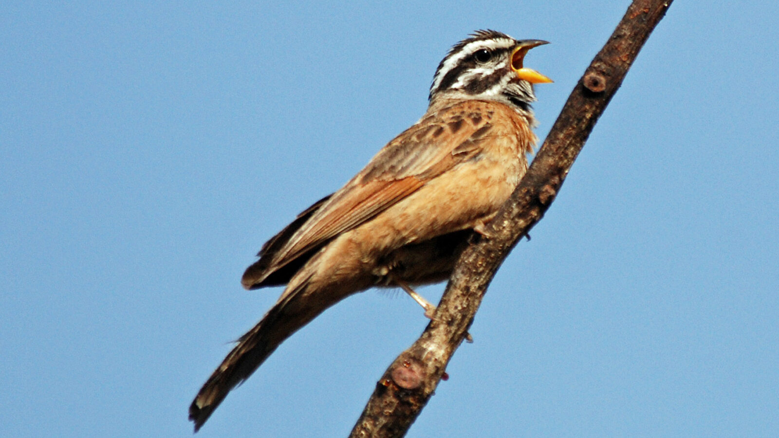 Gosling’s Bunting