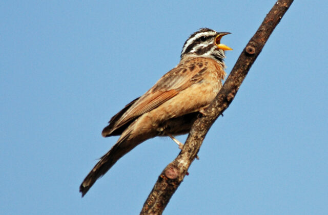 Gosling’s Bunting