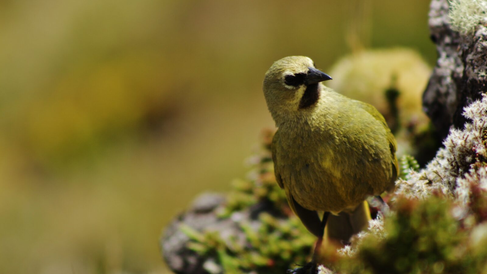 Gough Finch
