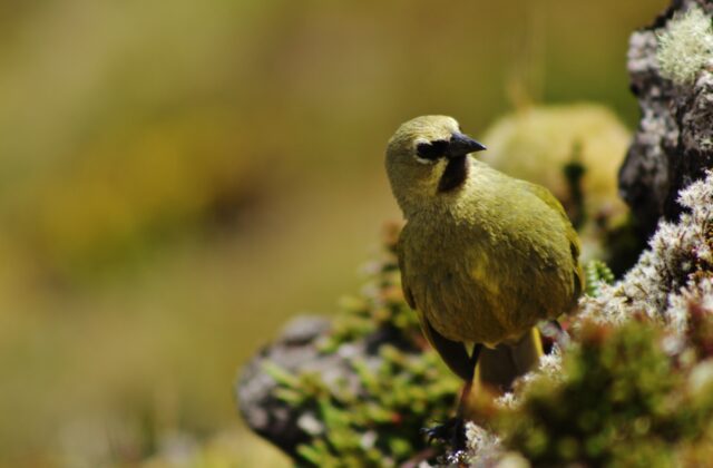 Gough Finch