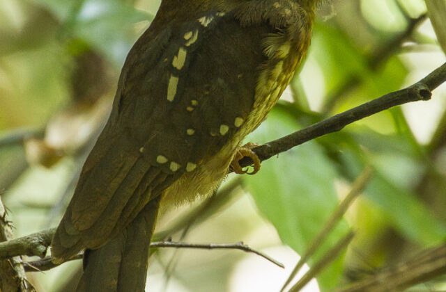 Gould’s Frogmouth