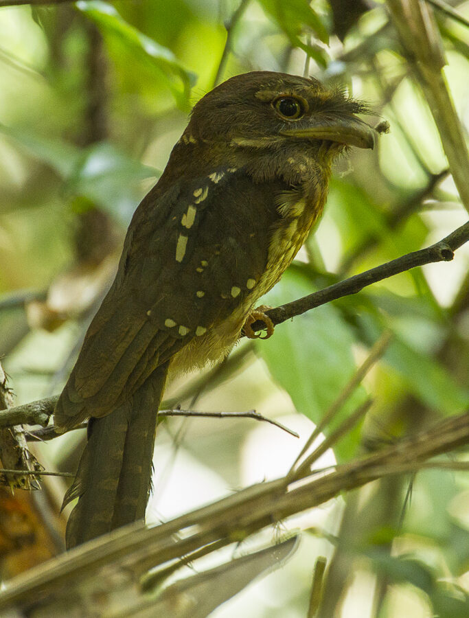 Gould’s Frogmouth