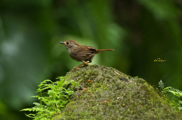 Dusky Fulvetta