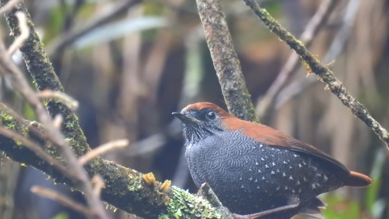 Gould’s Shortwing