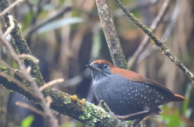 Gould’s Shortwing