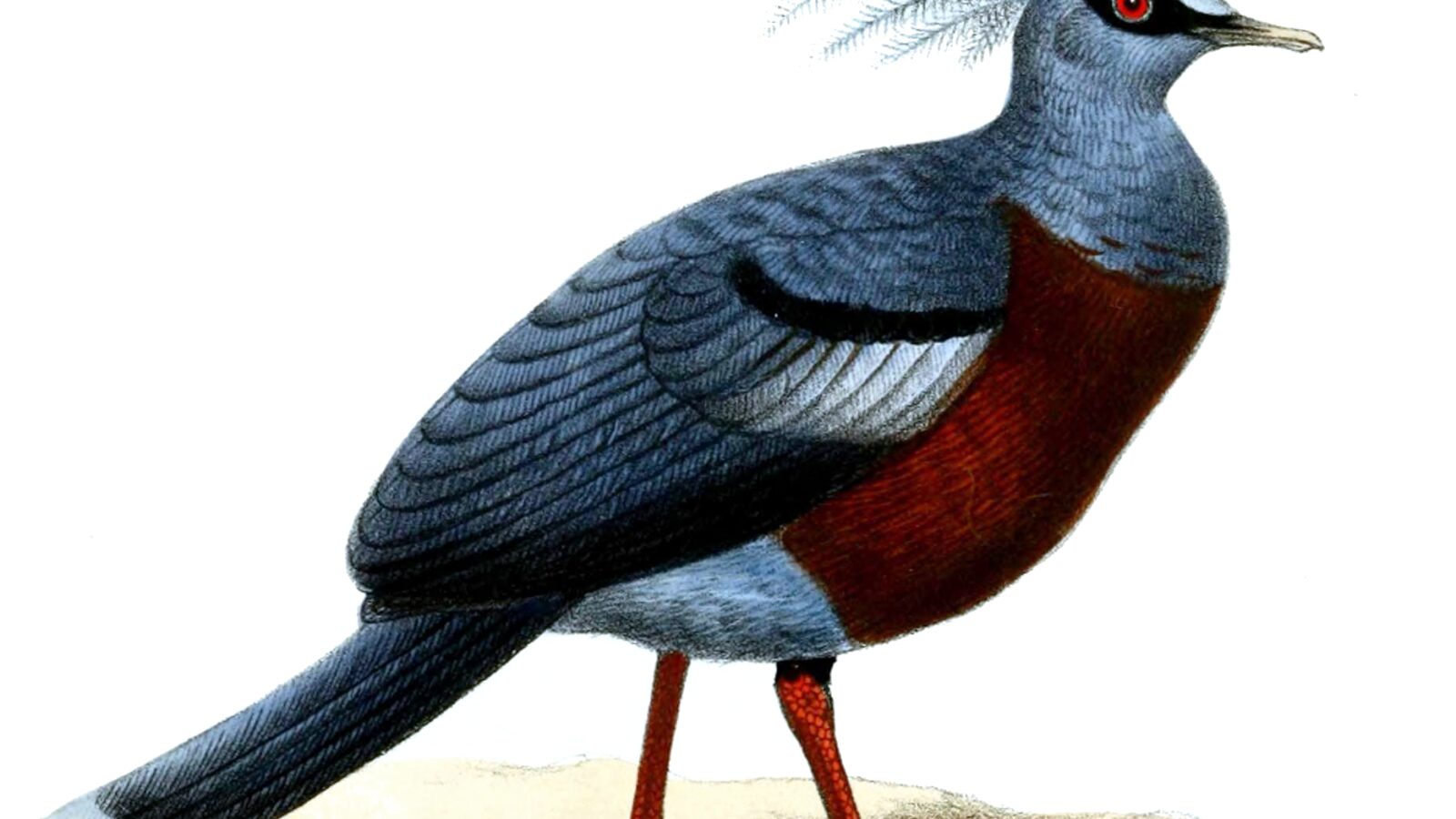 Scheepmaker’s Crowned Pigeon