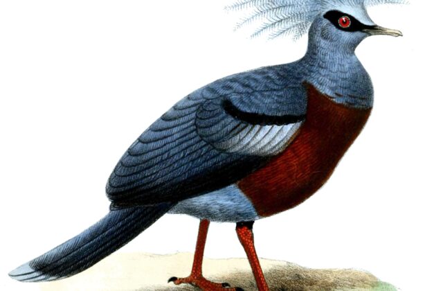 Scheepmaker’s Crowned Pigeon
