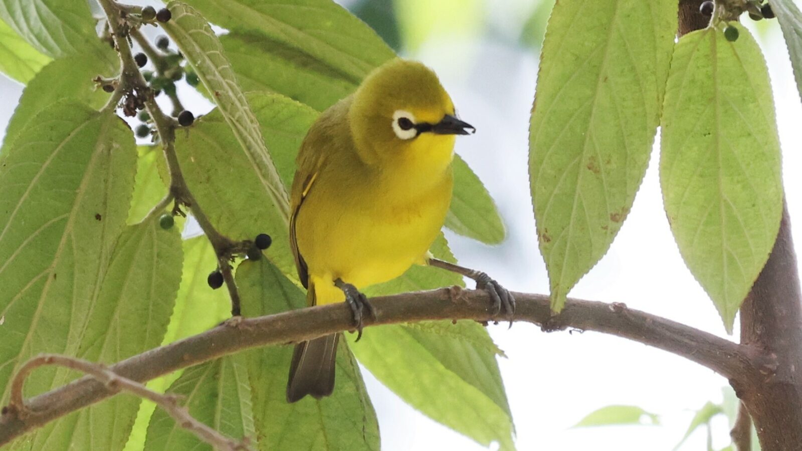 Green White-eye