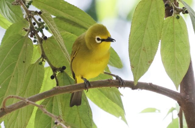 Green White-eye