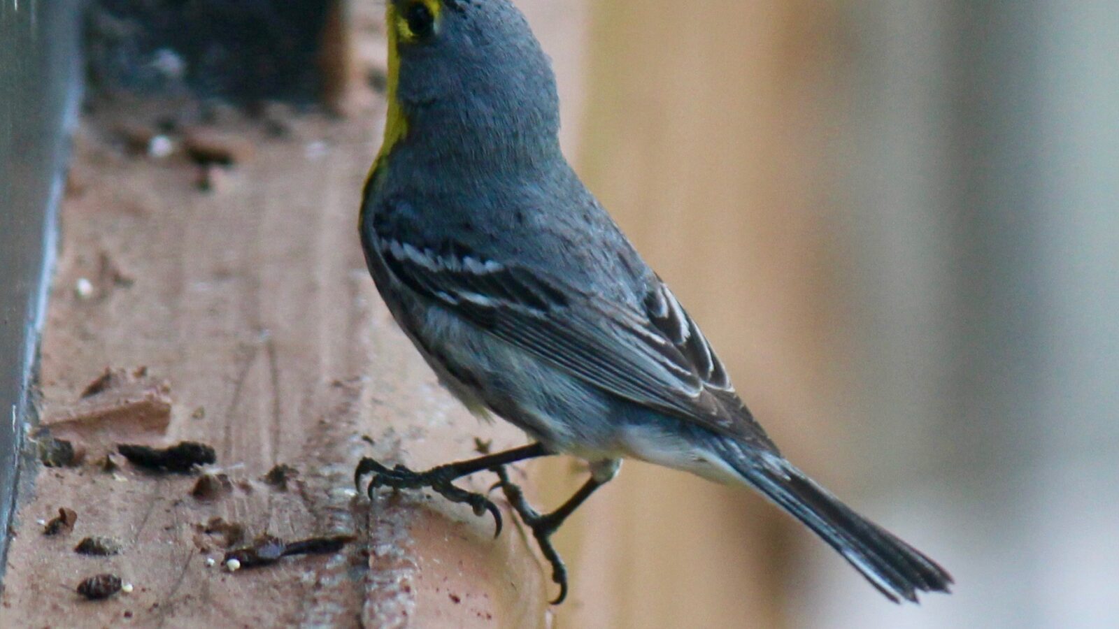 Grace’s Warbler