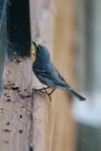 Grace’s Warbler