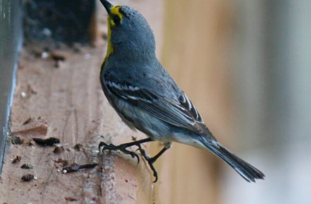 Grace’s Warbler