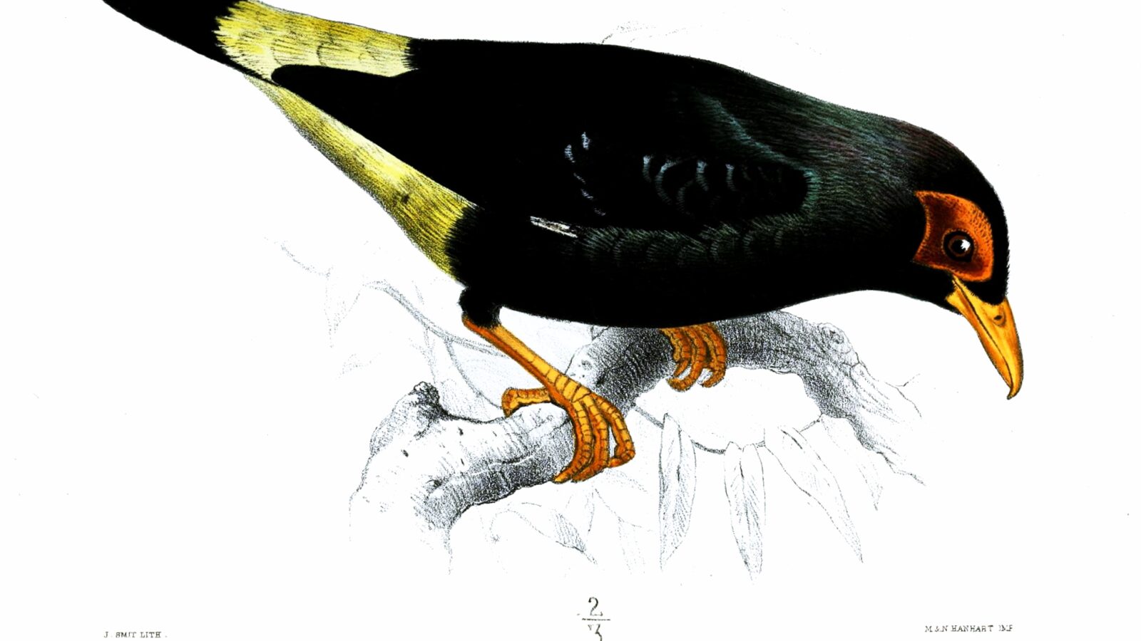 Long-tailed Myna