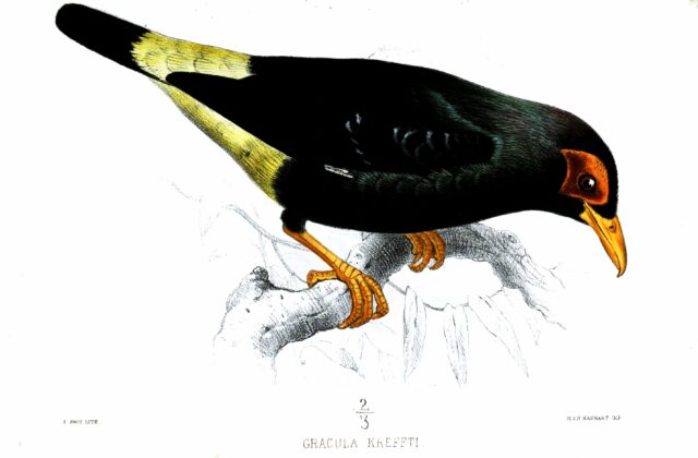 Long-tailed Myna