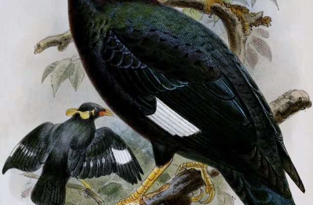 Nias Hill Myna