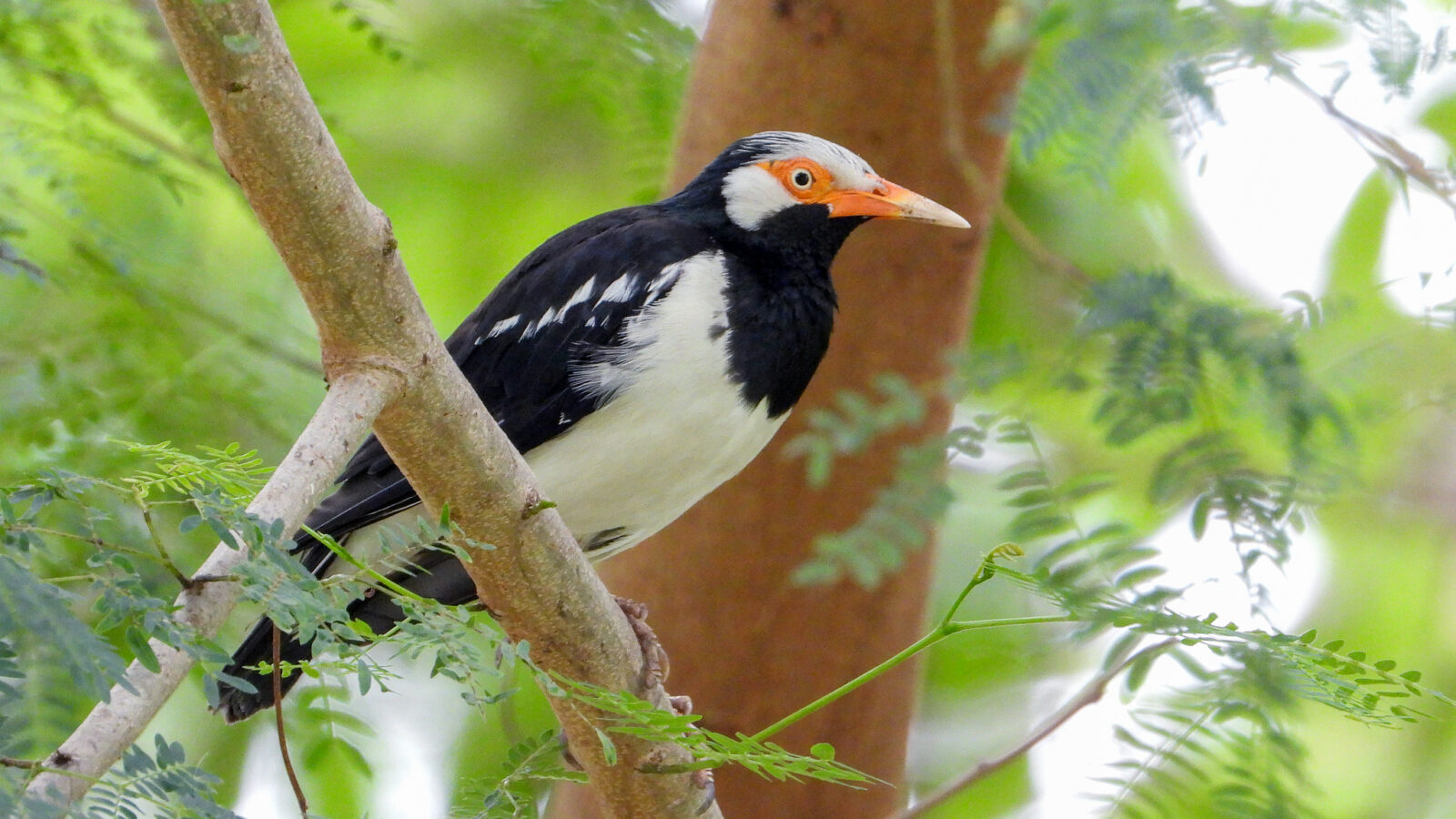 Siamese Pied Myna