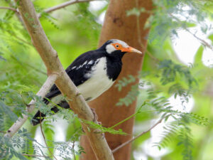 Siamese Pied Myna
