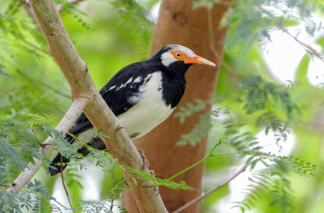 Siamese Pied Myna