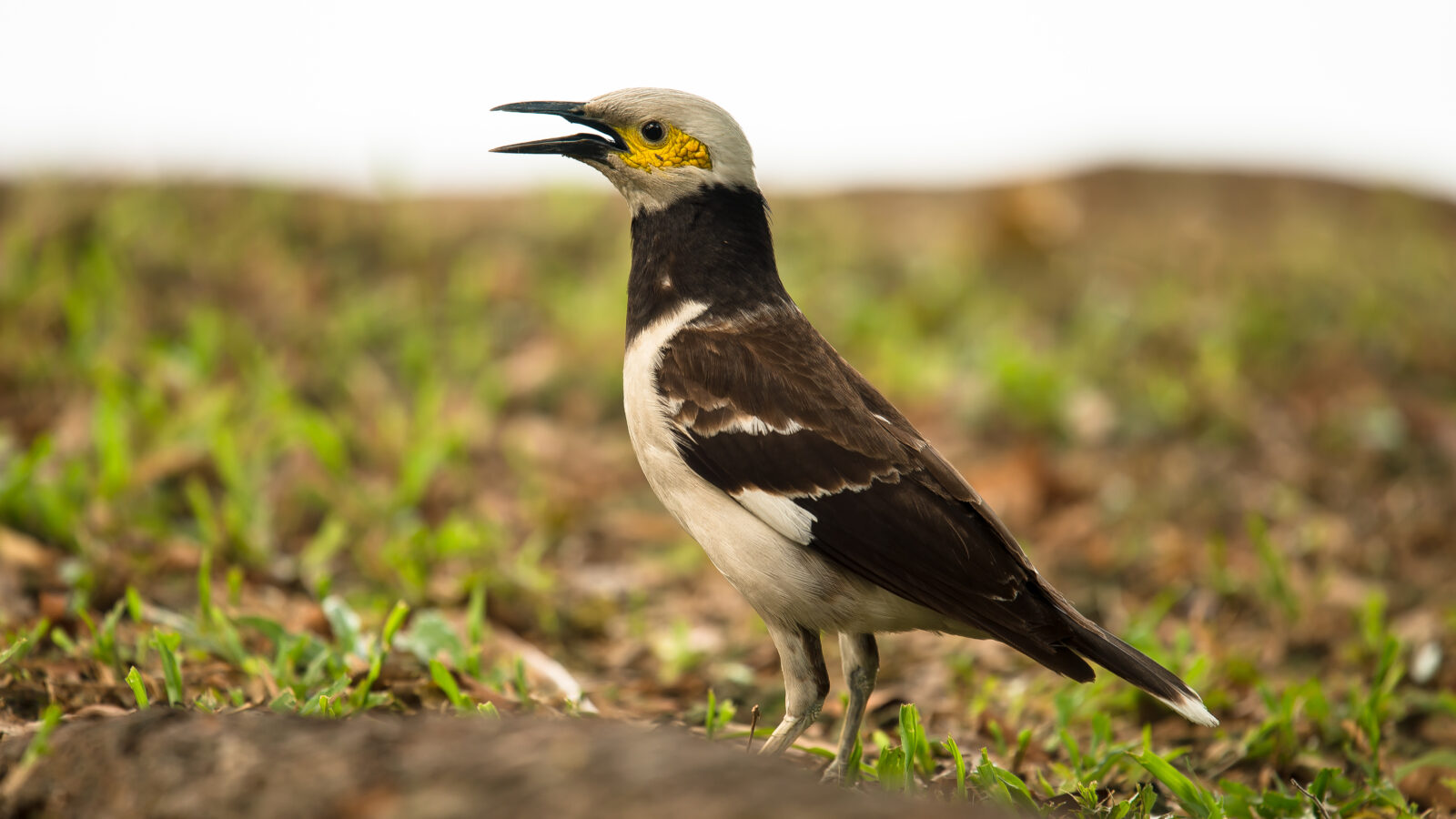 Black-collared Starling