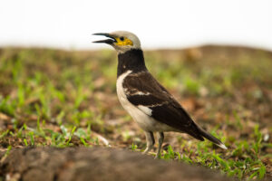 Black-collared Starling