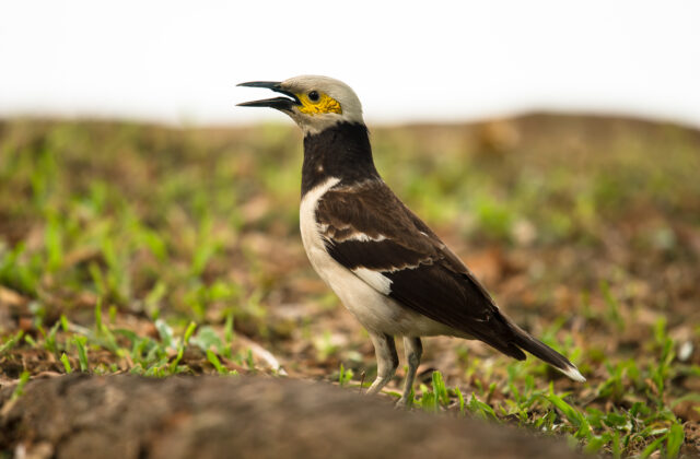 Black-collared Starling