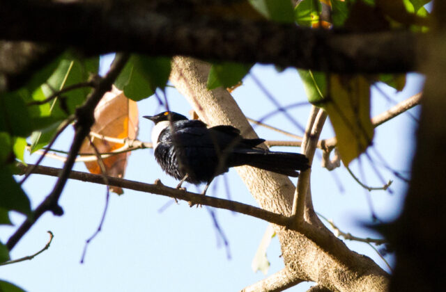 White-collared Starling