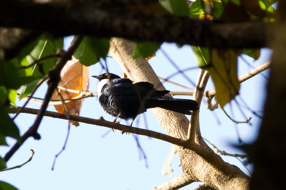 White-collared Starling