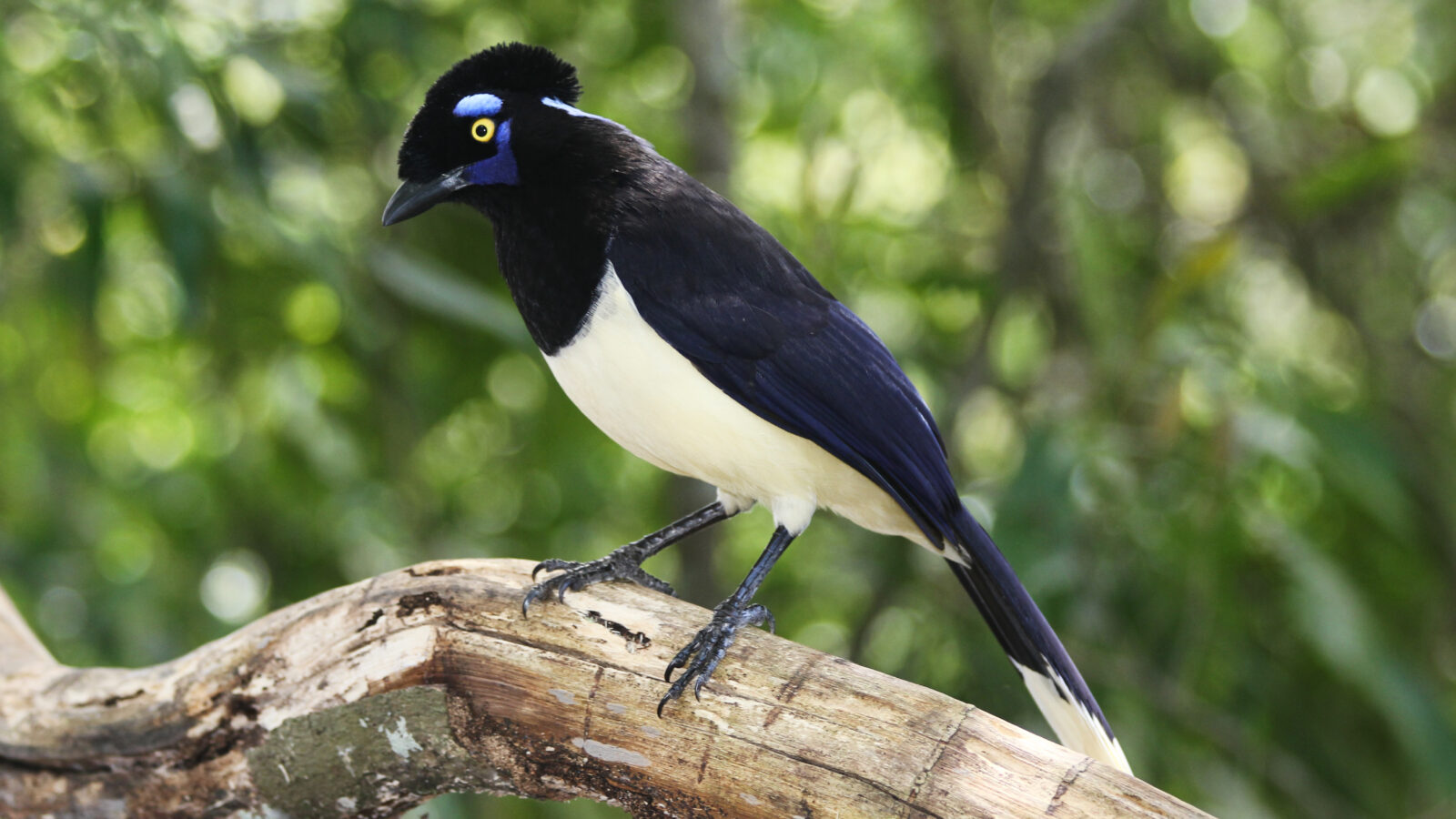 Plush-crested Jay
