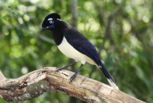 Plush-crested Jay