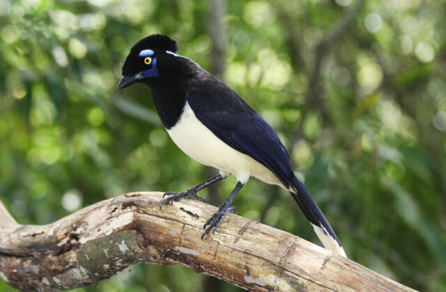 Plush-crested Jay