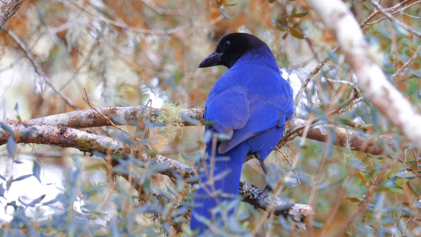 Azure Jay
