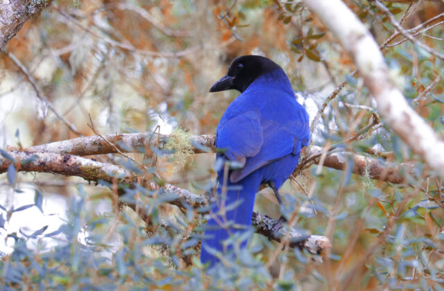Azure Jay