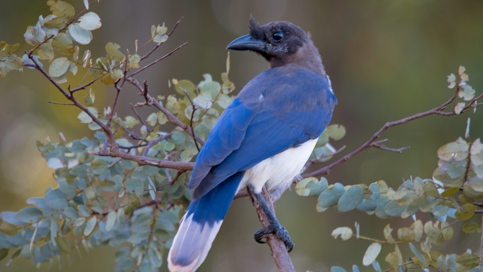 Curl-crested Jay