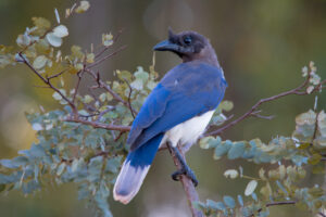 Curl-crested Jay